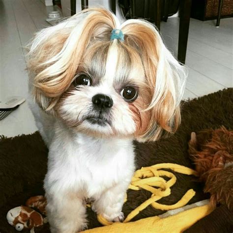 Pin by Angélica Layla ♥ on Cachorrinhos... ♥ | Shih tzu hair styles ...