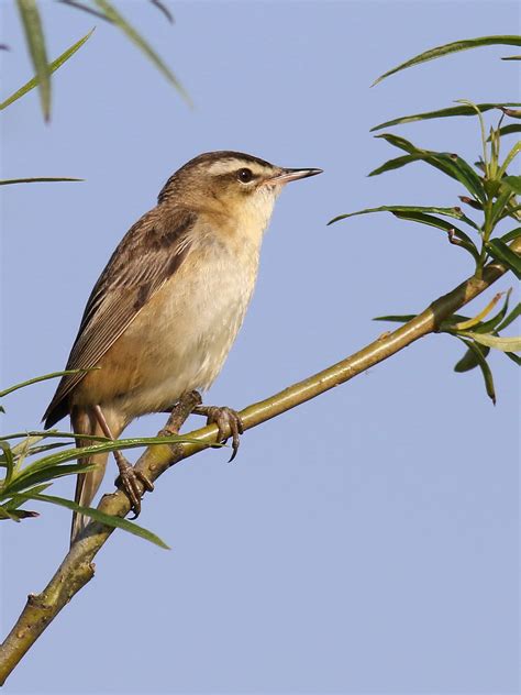 Sedge Warbler | BirdForum