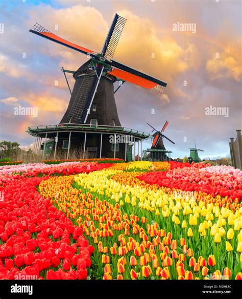 traditional Dutch windmill of Zaanse Schans and tulips at sunrise ...