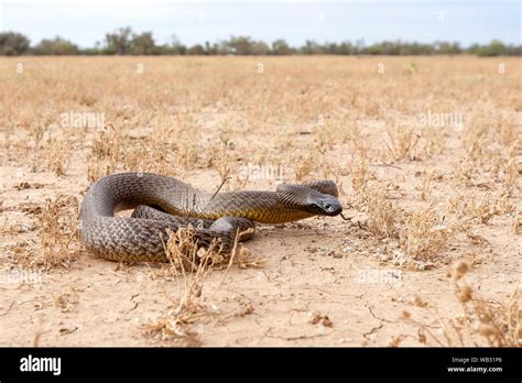 Inland Taipan shown in Queensland habitat Stock Photo - Alamy