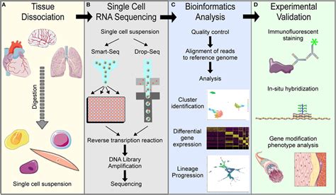 | Overview of general single cell RNA sequencing pipelines. (A) Tissue ...