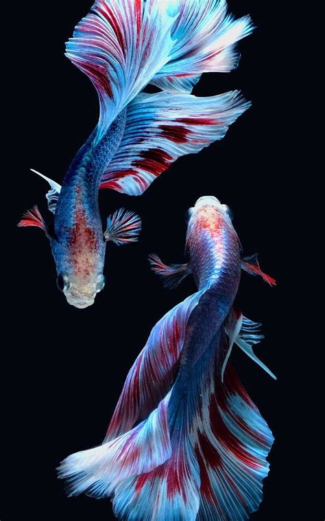 Betta, betta fish, fish, HD phone wallpaper | Peakpx