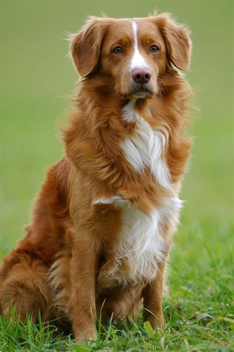 40 Medium-Sized Dog Breeds That Are the Perfect First Pet for Any ...