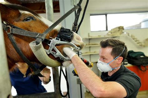 WOLF TEETH IN HORSES – Vet Services Equine