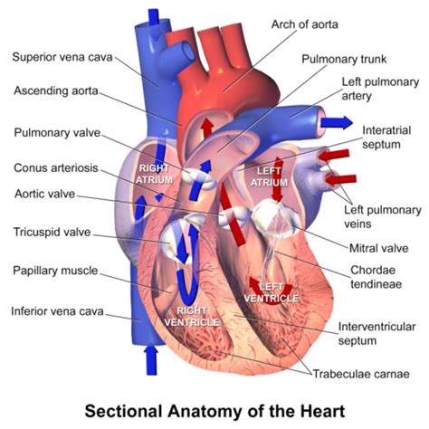 Difference Between Pulmonary Artery and Pulmonary Vein | Definition ...