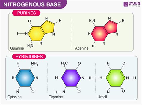 What is Nucleotide? - Definition, Structure of Nucleotide with FAQs