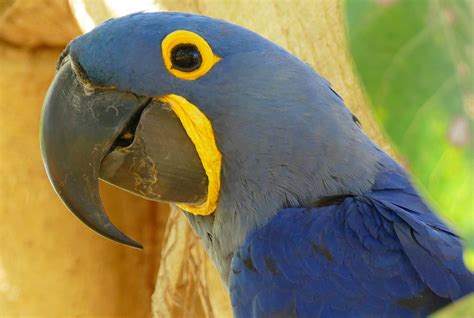 Hyacinth Macaw - Zoo Guide