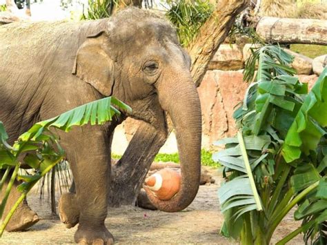 Watch: Busch Gardens Animals Get In The Football Spirit - Tampa, FL Patch