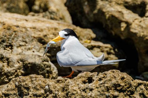 Australian Fairy Tern 25928619 Stock Photo at Vecteezy