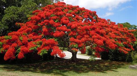 Free photo: Flowering Tree, Poinsiana, Bermuda - Free Image on Pixabay ...