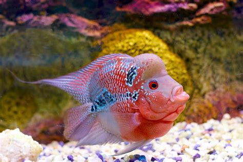 Flowerhorn Cichlid: Care, Breeding, Diet & Behavior - Fish Informer