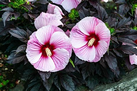 14 Stunning Varieties of Purple Hibiscus - Petal Republic