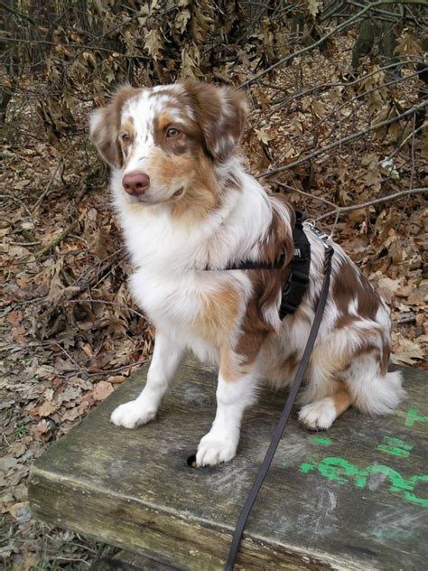 Red Merle Australian Shepherd | Aussie dogs, Australian shepherd dogs ...