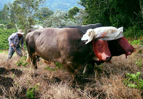 Oxen Plowing 2 Free Stock Photo - Public Domain Pictures