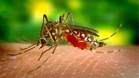 What does a dengue mosquito bite look like? All you need to know ...