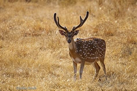 wildlife - bangladesh