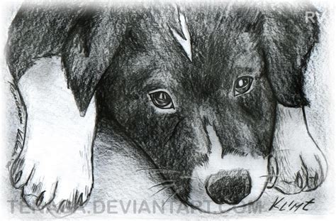 Border Collie Puppy by Tenaga on DeviantArt