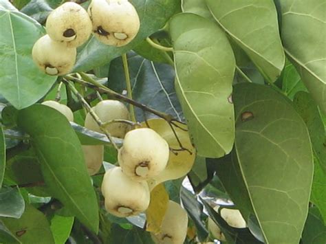 Hernandia nymphaeifolia – eFlora of India