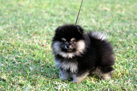 Black and white Pomeranian - My Doggy Rocks