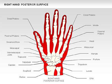 Right Hand Anatomy