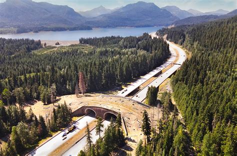 WSU Study Shows Wildlife Crossings Over/Under Highways Save Big Bucks ...