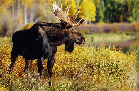 Male moose - Stock Image - Z952/0063 - Science Photo Library