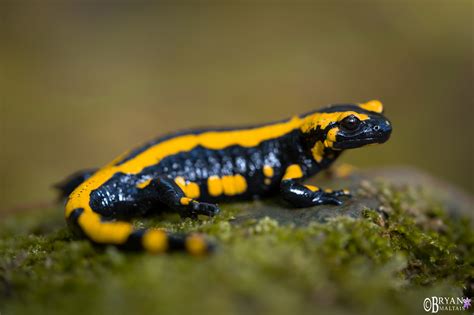 Germany Part I-The Fire Salamander – Wildernessshots Photography