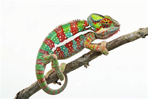 Premium Photo | Studio portrait of red green and yellow chameleon from ...