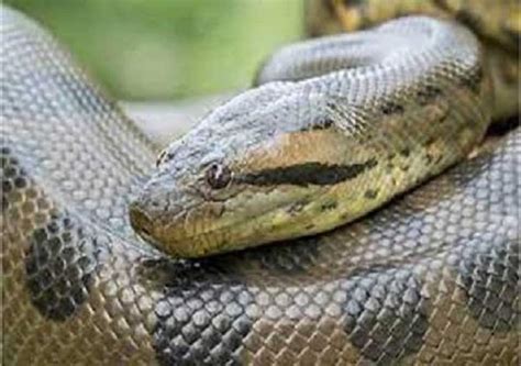 anaconda snake know interesting fact | Interesting Facts About Anaconda ...