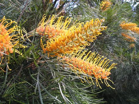 Basic gardening tips plus Australian native plants: Basic gardening tip ...