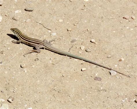 Desert Grassland Whiptail Lizard - Facts, Diet, Habitat & Pictures on ...