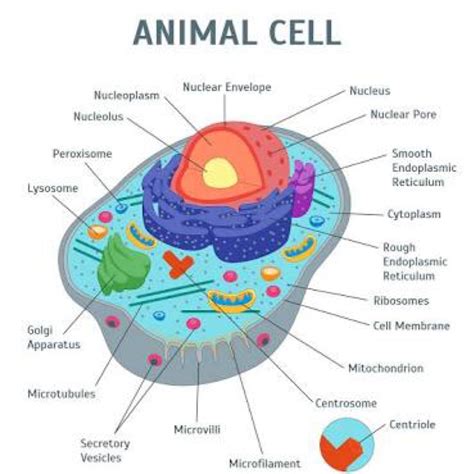 draw a diagram of a animal cell and label at least 8 important ...