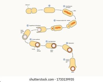 Vektor Stok Stages Endospore Formation Fundamentals Microbiology ...