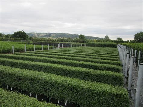 Buy Lonicera Nitida Readybag | Lonicera Nitida Hedge In UK