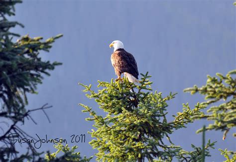 Eagle Eye View by AlaskaGrl on DeviantArt