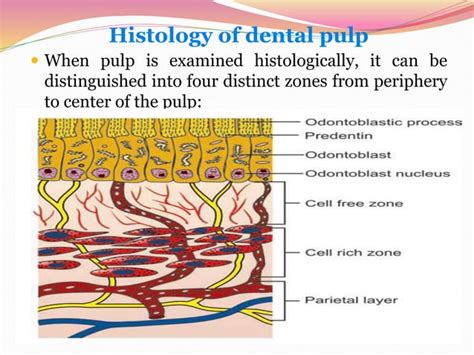 Histology and physiology of the pulp