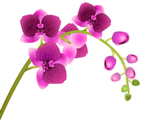 orchid border clip art 10 free Cliparts | Download images on Clipground ...