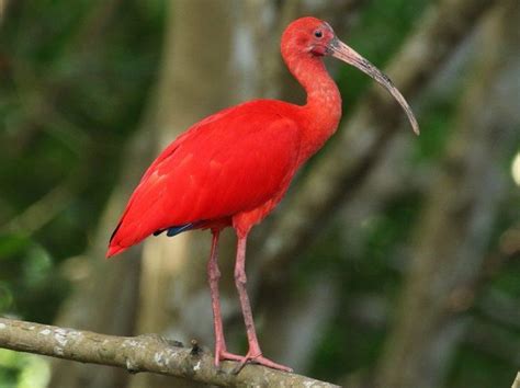 Scarlet Ibis Facts, Description, Habitat, Adaptations, Pictures