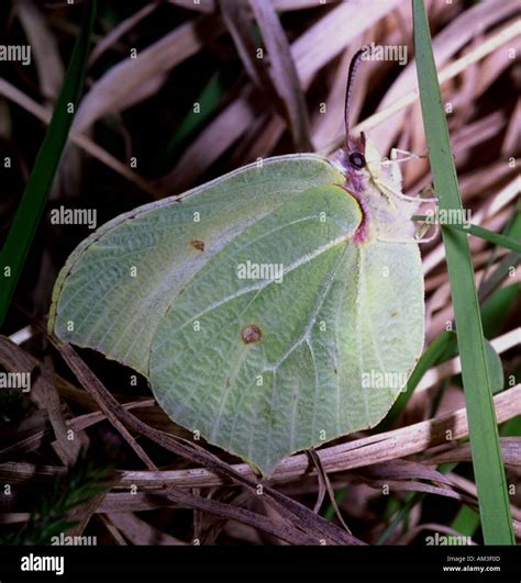 Brimstone butterfly female Stock Photo - Alamy