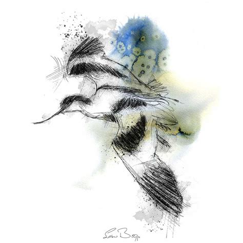 Avocet flight sketch | SeanBriggs