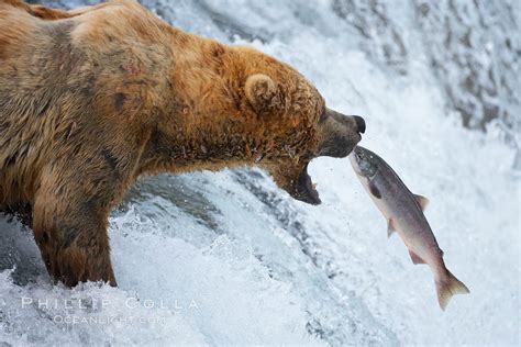 Brown bear catching salmon, Ursus arctos, Brooks River, Katmai National ...