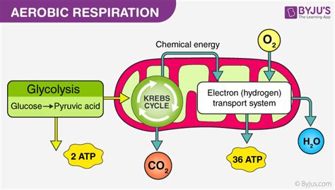 Sensational Anaerobic Respiration In Muscle Cells Equation Physics ...