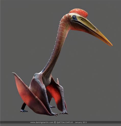 Quetzalcoatlus, one of the largest avian reptiles on the face of the ...