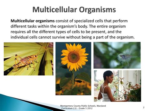 PPT - Multicellular Organisms PowerPoint Presentation, free download ...