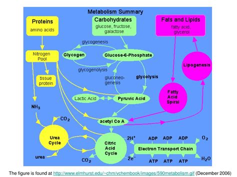 PPT - Citrate Cycle (CC) PowerPoint Presentation, free download - ID ...