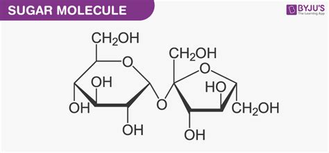 Nucleic Acid Molecule Structure