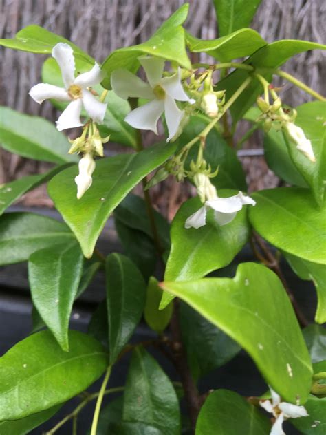 The Chinese jasmine flowers even in a dry summer! | Dry summer, Flowers ...