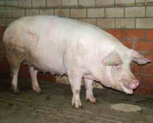 Dutch Landrace Pig: Origin, Characteristics, Uses