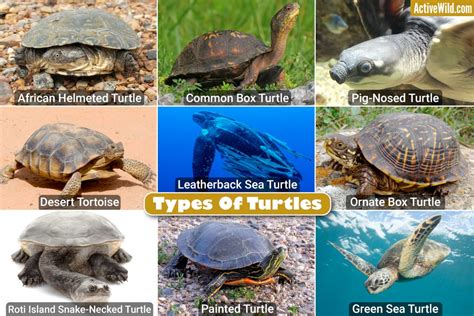 Different Types Of Turtles Names