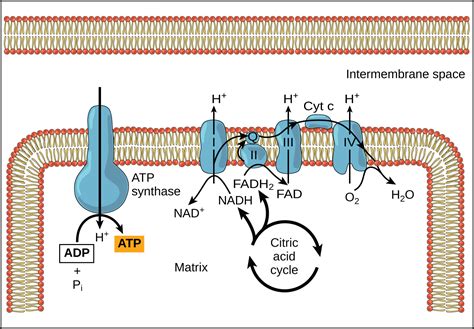 Oxidative Phosphorylation | OpenStax Biology 2e